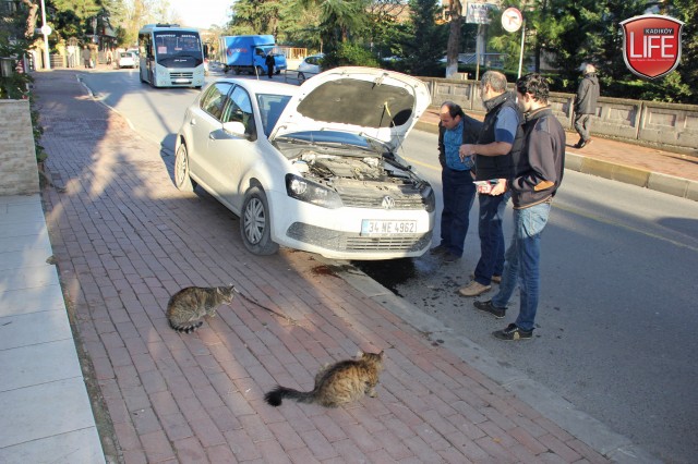 sokak-hayvanlari-kadikoy-istanbul-hayvanseverler-kadikoy-life-dergisi (21)