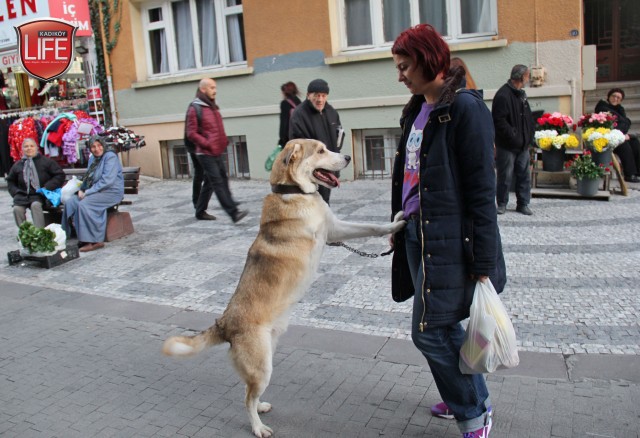 sokak-hayvanlari-kadikoy-istanbul-hayvanseverler-kadikoy-life-dergisi (38)