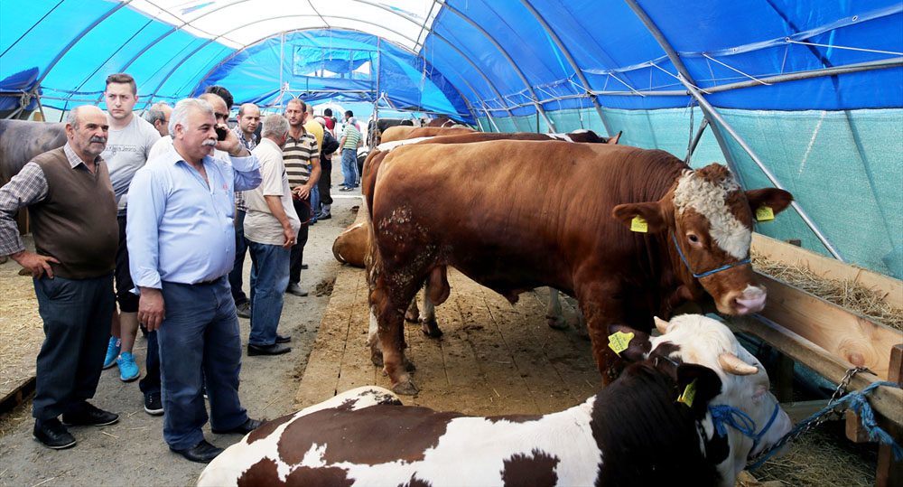 istanbulda-kurbanliklar-gorucuye-cikti (4)