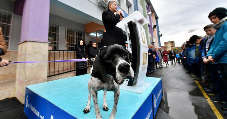 Her okula bir sokak köpeği